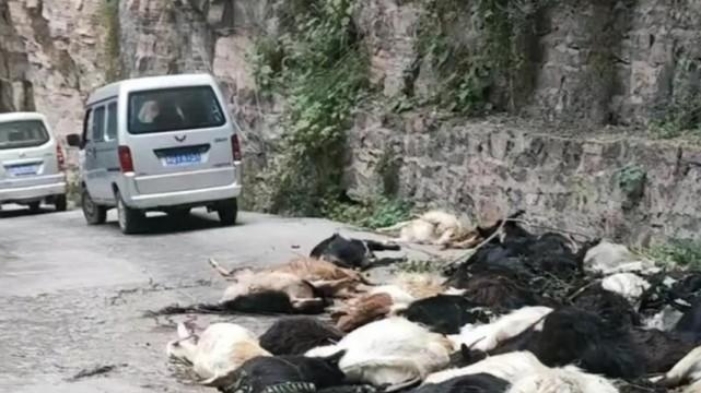 交警权威解读,夜间隧道内29只羊被撞事件始末 交警权威解读,夜间隧道内29只羊被撞事件始末